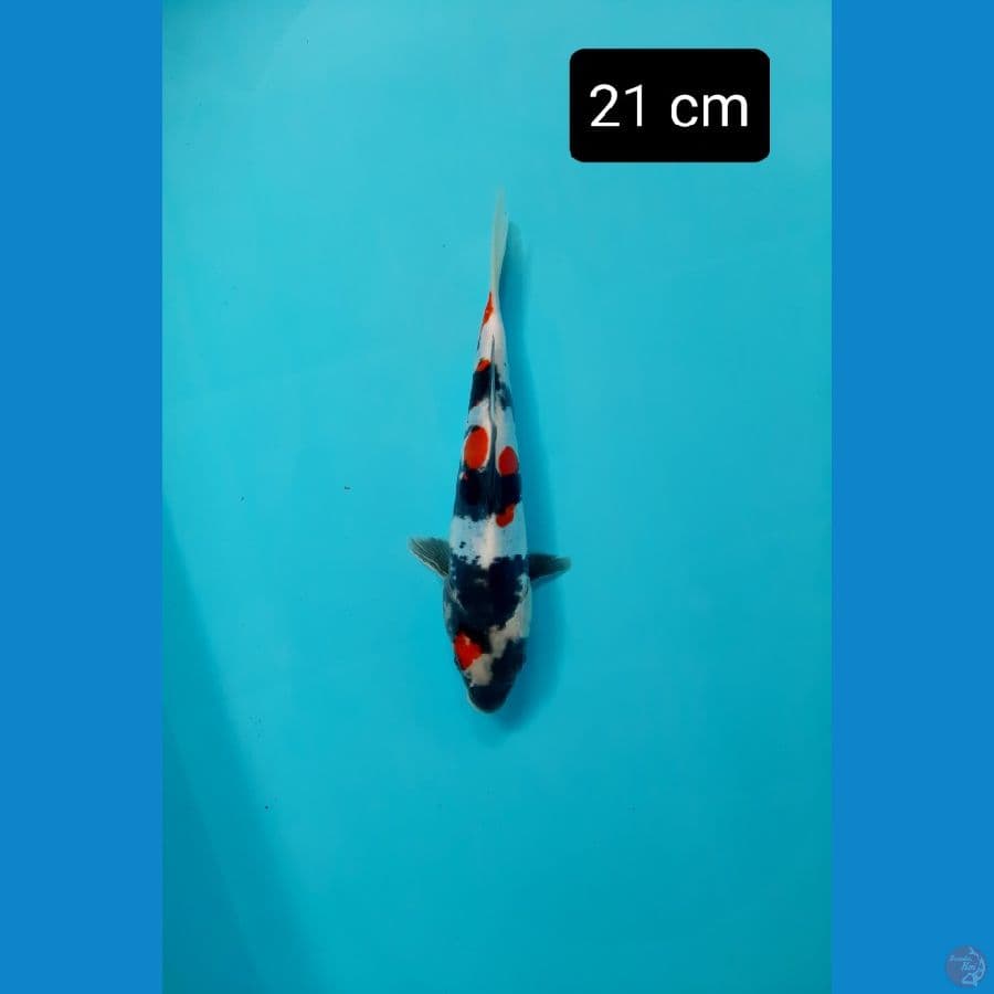 pumada kf 21 cm