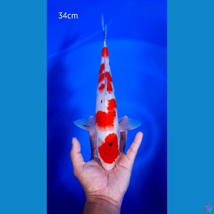 Sanke Tategoi 34cm