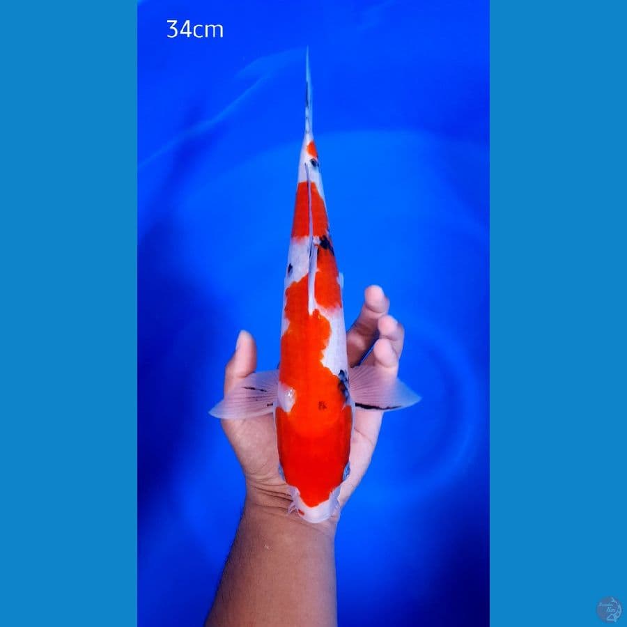 Sanke Tategoi 34cm