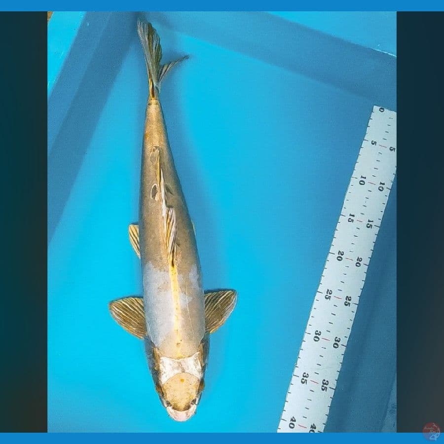tancho gold kiko 45cm male