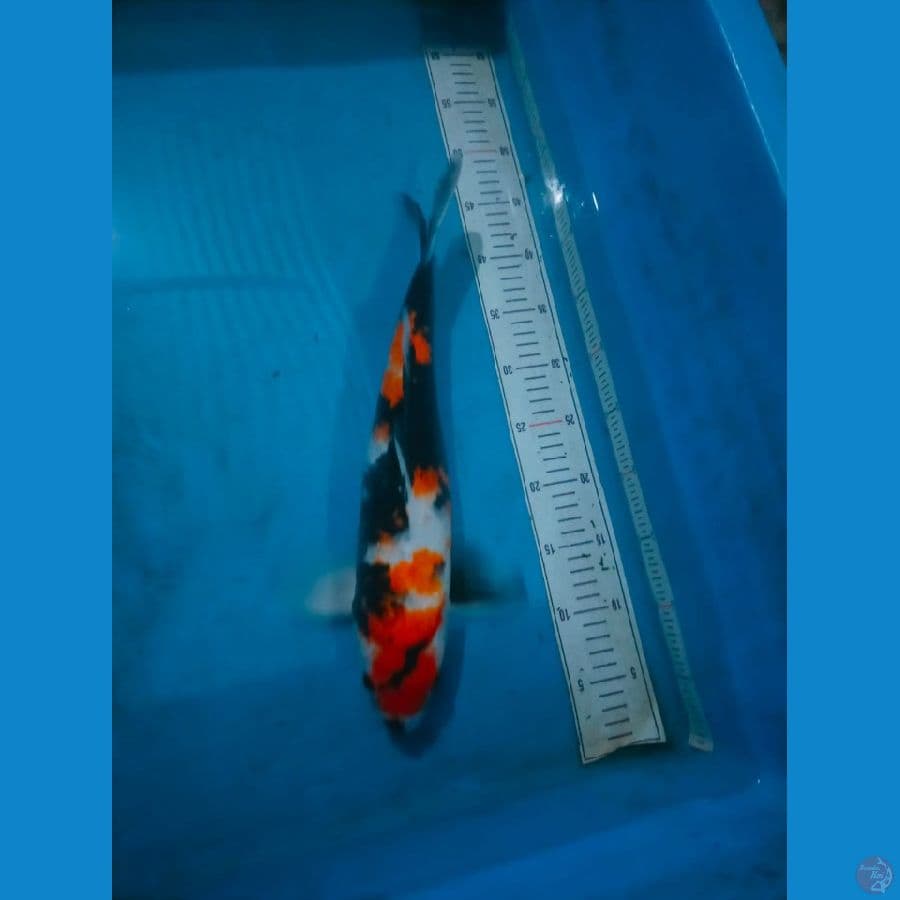 showa ±45bu jantan