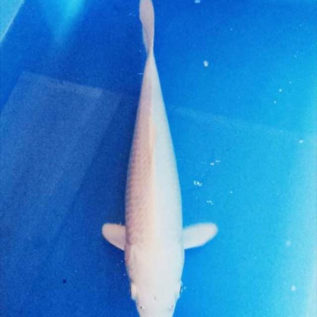 Putih bersih 26cm
