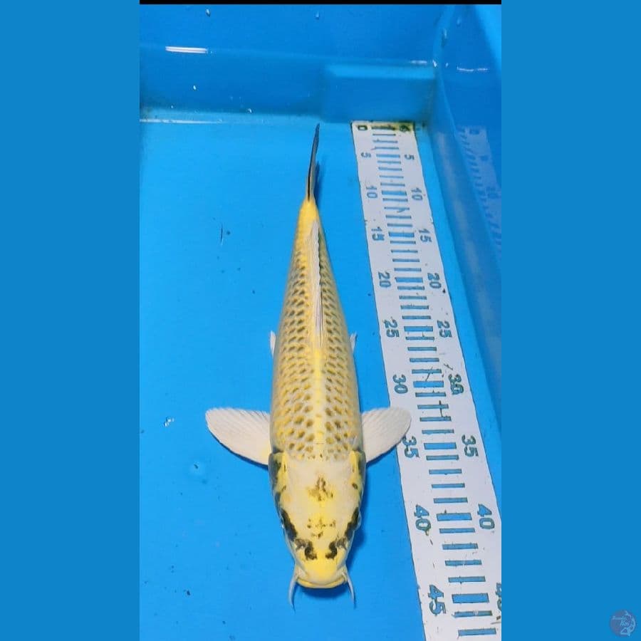 MUKASI 38CM
