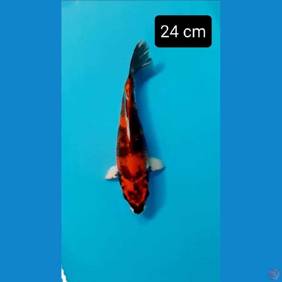 shot body 24 cm
