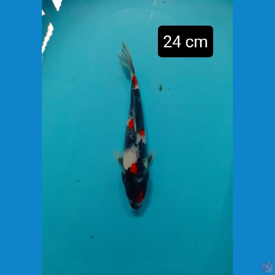 maruten kindai 24 cm