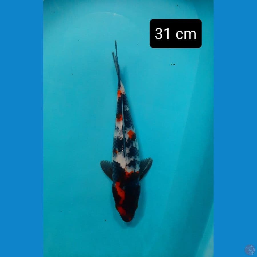 showa kindai 31 cm