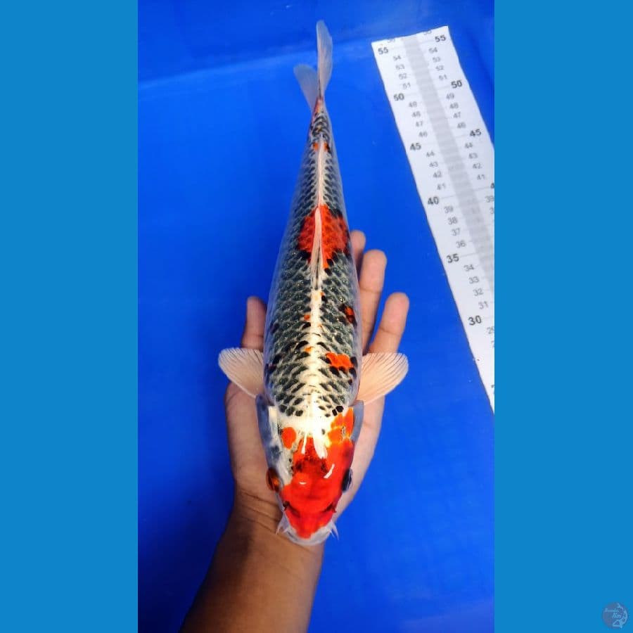 JK001 - Kujaku size 32cm