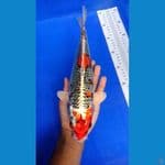 JK001 - Kujaku size 32cm