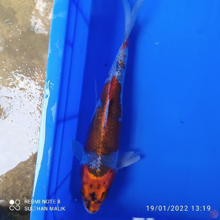 goshiki 32 cm