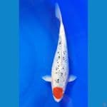 ORI TANCHO GHOSIKI 35cm/fm ⁶