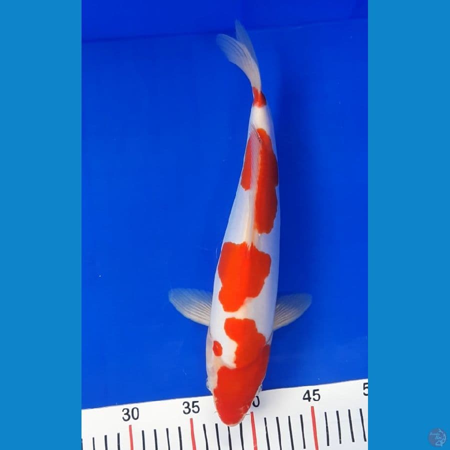 KOHAKU YONDAN DOITSU MURNI 32cm/male ⁶