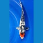 TANCHO SHOWA 39cm/fm ⁶