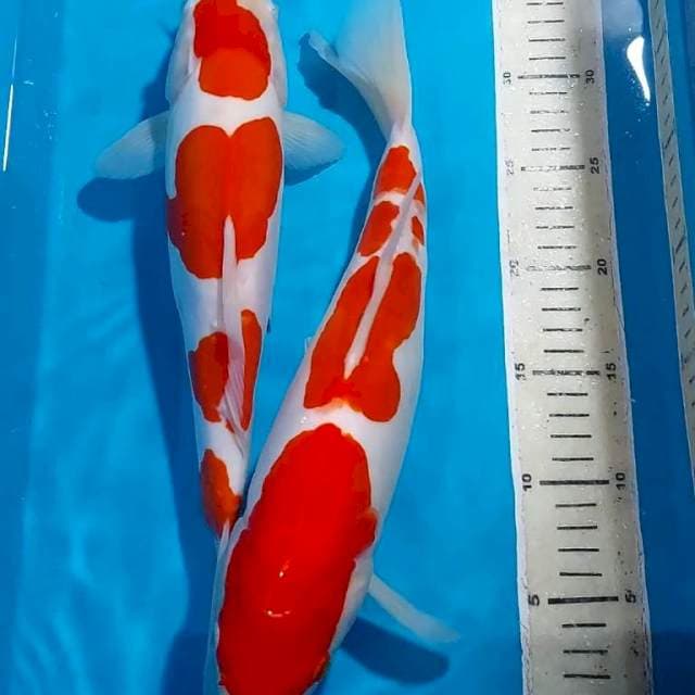 KOHAKU DOITSU BULKY 34-35 CM 