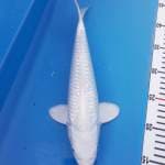 Platinum ginrin salju?