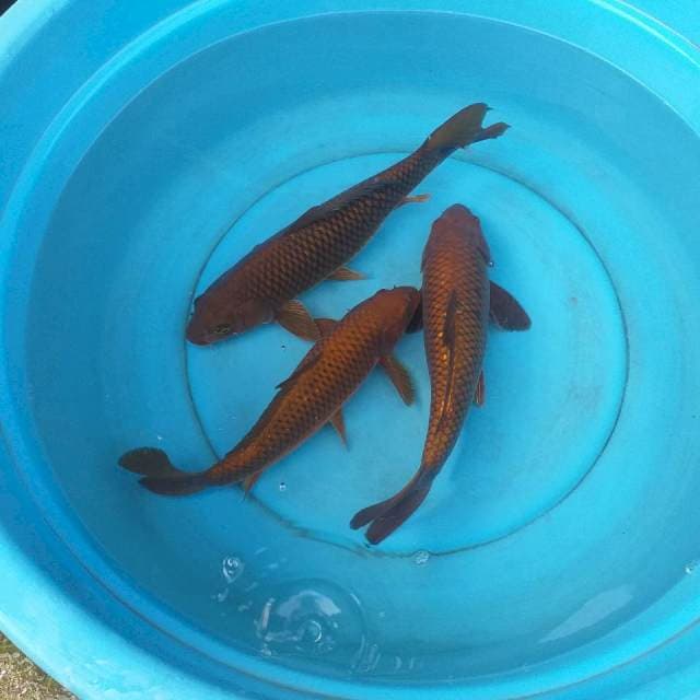 Mix tenbaga 3 kor