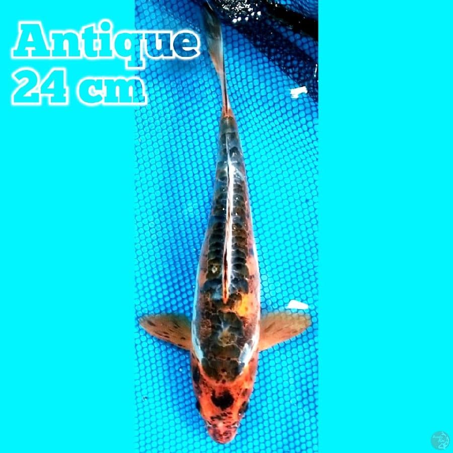 Antique 24 cm