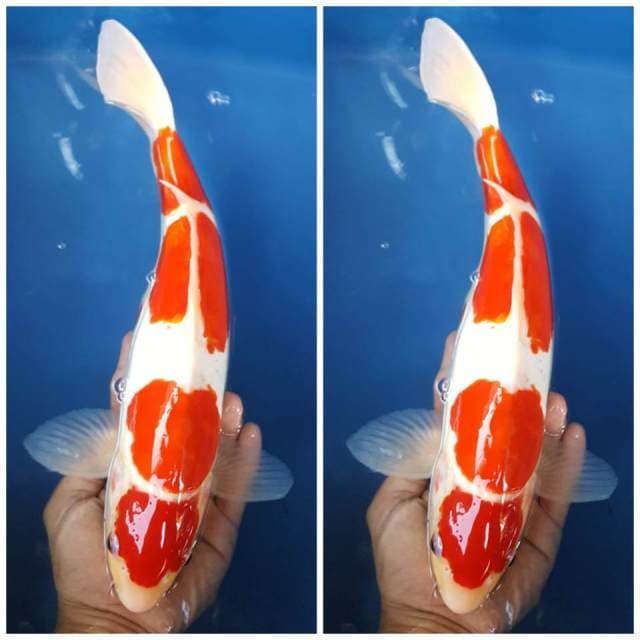 Maruten Kohaku doitsu murni 4 step 35bu
