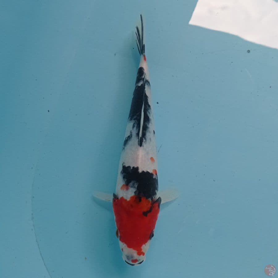 SHOWA 27 cm