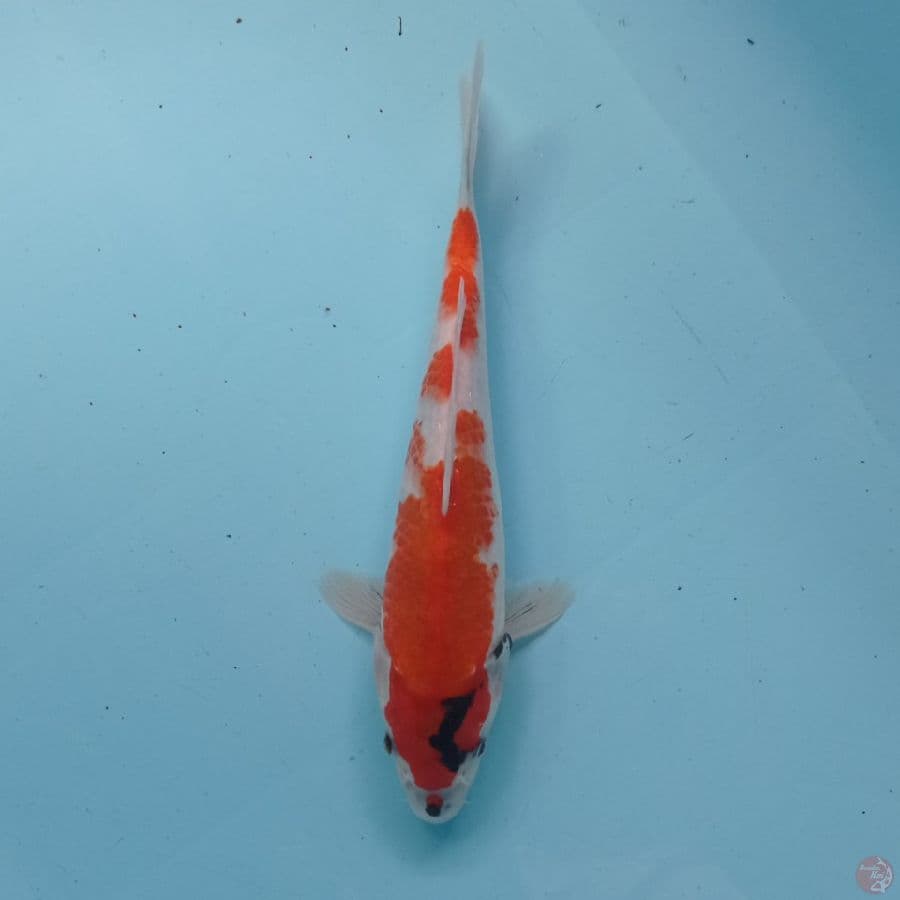 SHOWA KANOKO Bahan keeping 27 cm. 