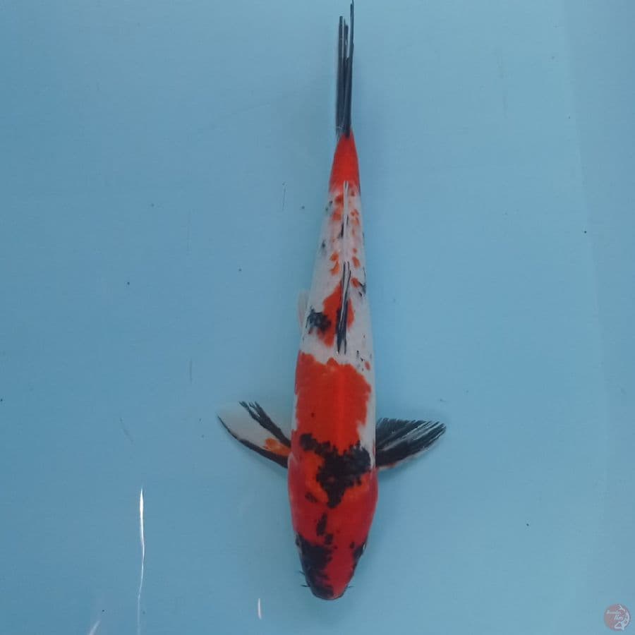 Showa 27 cm