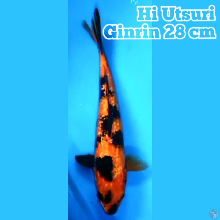 Hi Utsuri Ginrin 28 cm