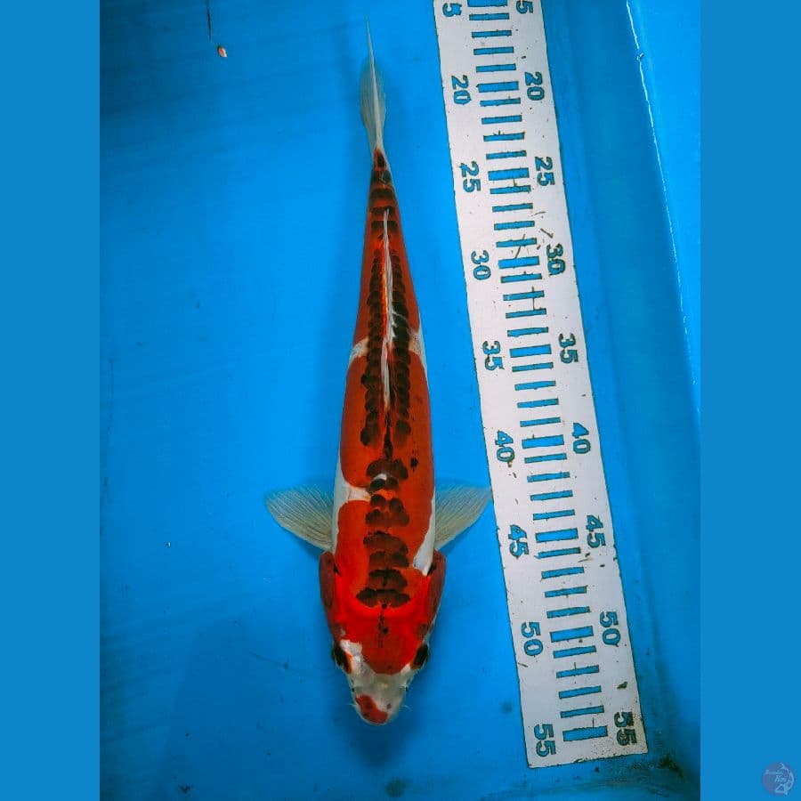 kojaku doid 30cm