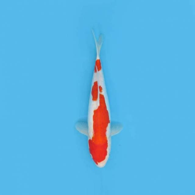 37CM - KOHAKU