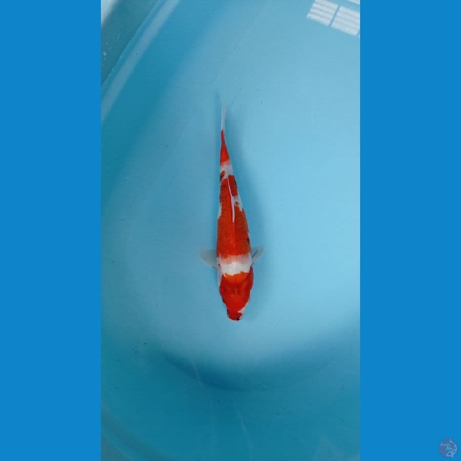 SHOWA Tategoi 27 cm
