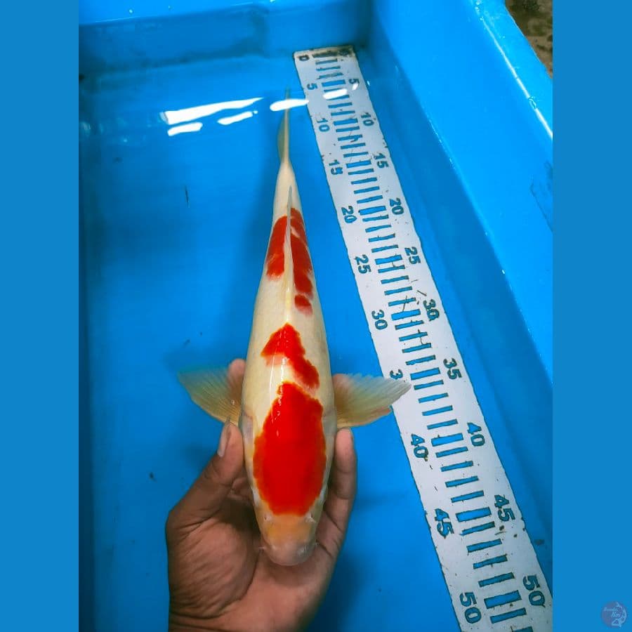 kohaku 37cm