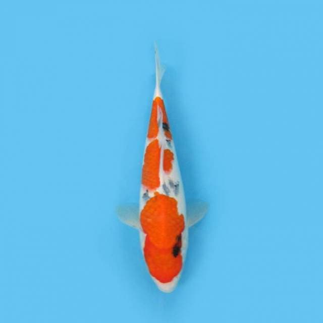 36CM - SANKE