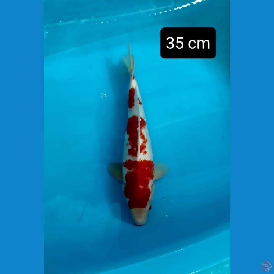 Kohaku jumbo