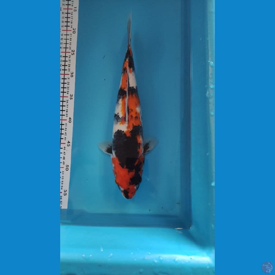 Showa F35cm