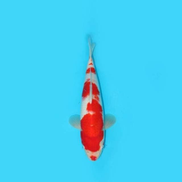 29CM - KOHAKU