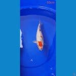 sanke tategoi 30Cm
