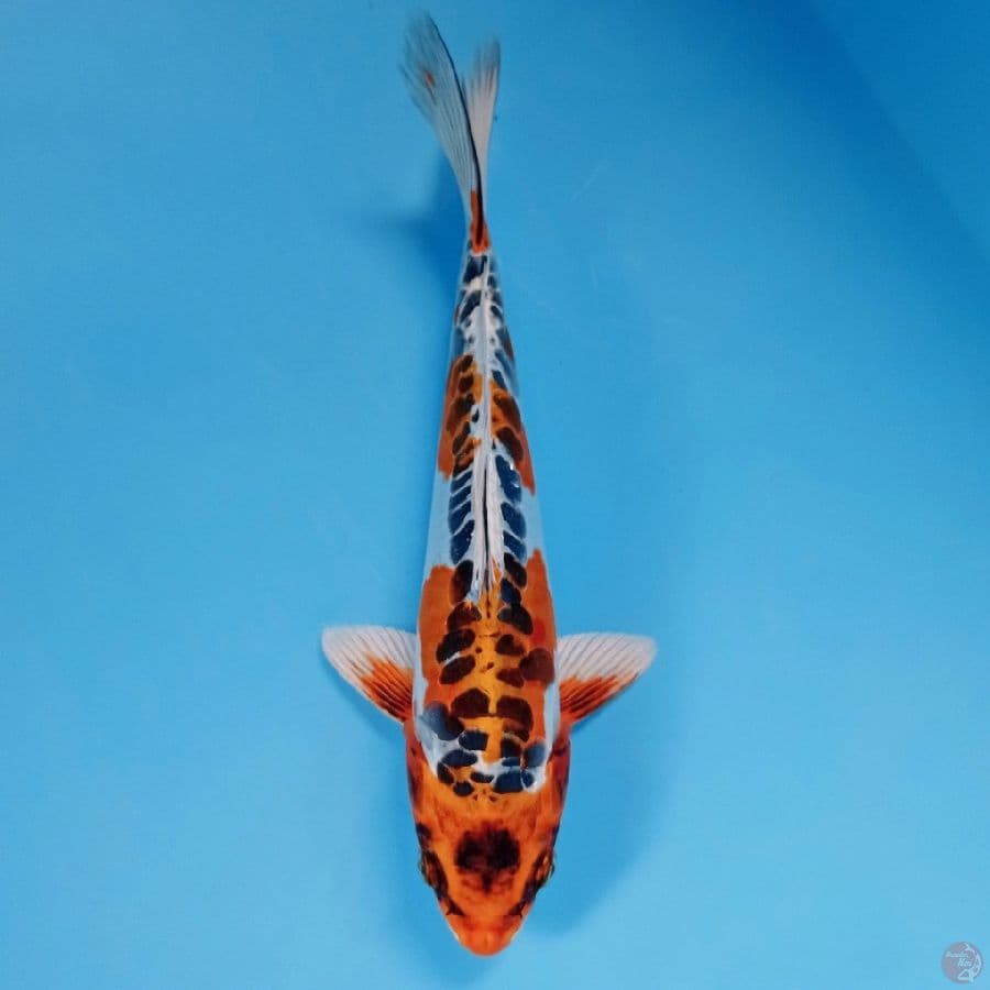 kikokuryu, 22 cm