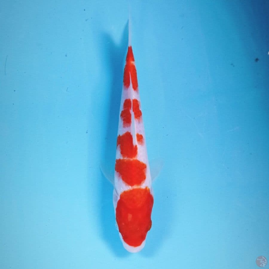 kohaku, 23 cm