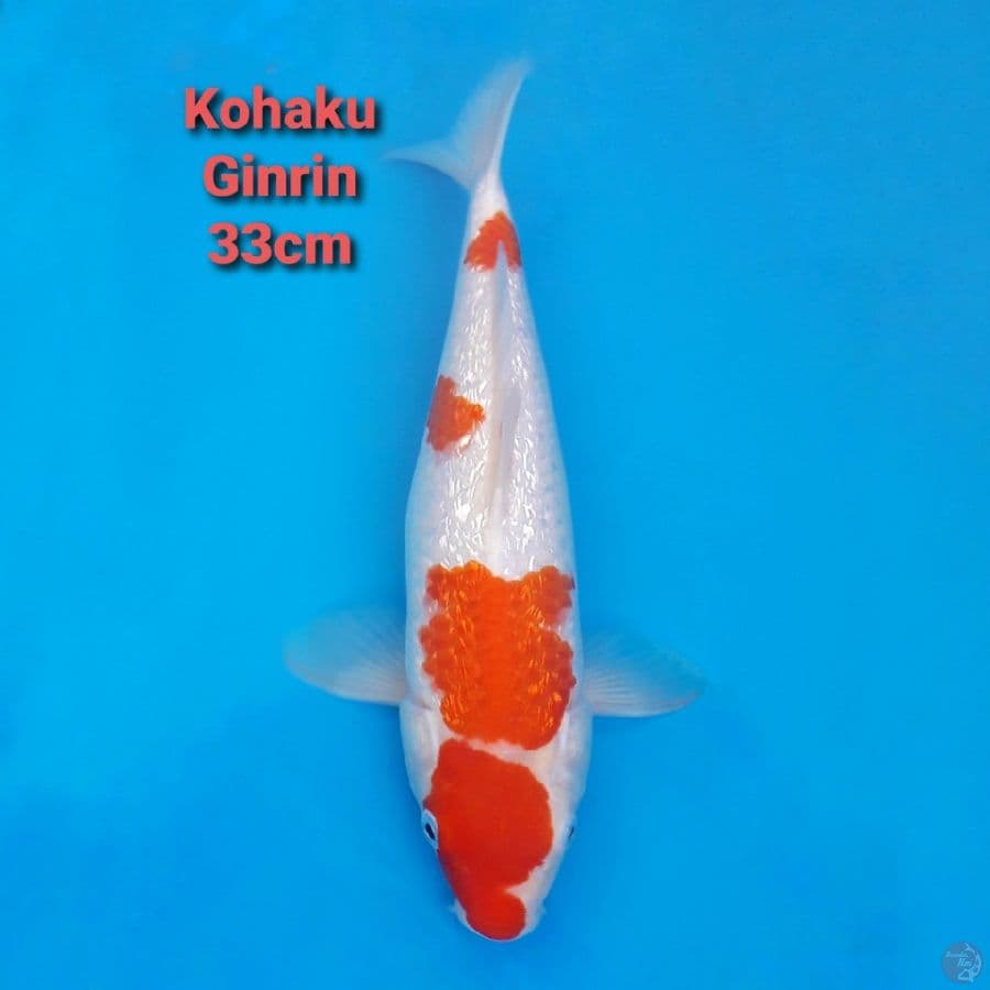 Super Ginrin Kohaku 33cm