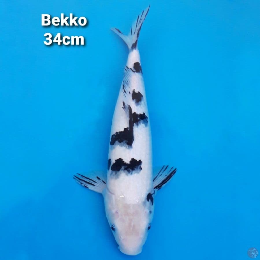 Bekko 34cm