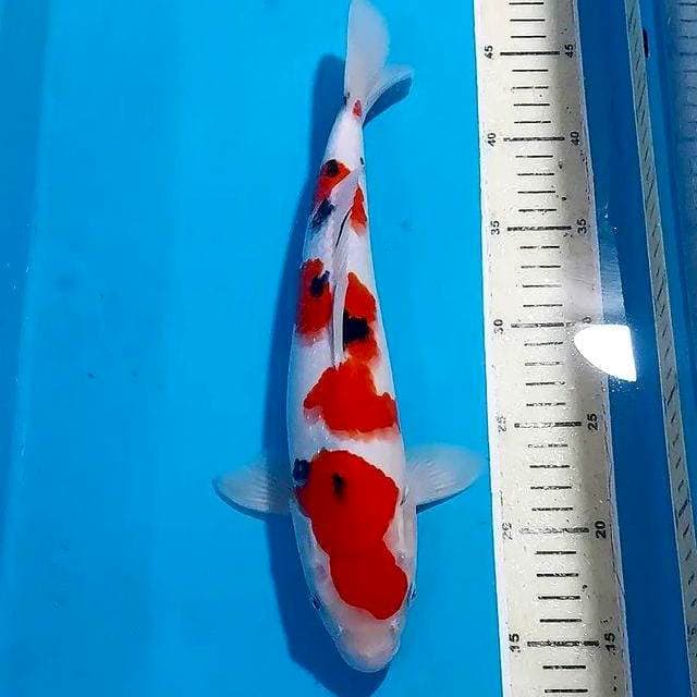 SANKE SQ 32 CM