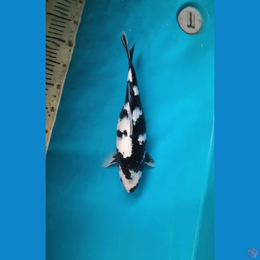 Shiro utsuri 33cm Female