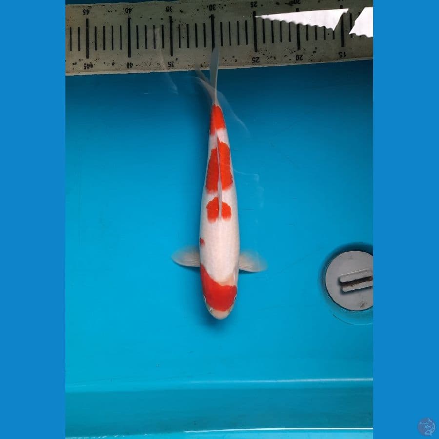 Maruten Kohaku 29 Male