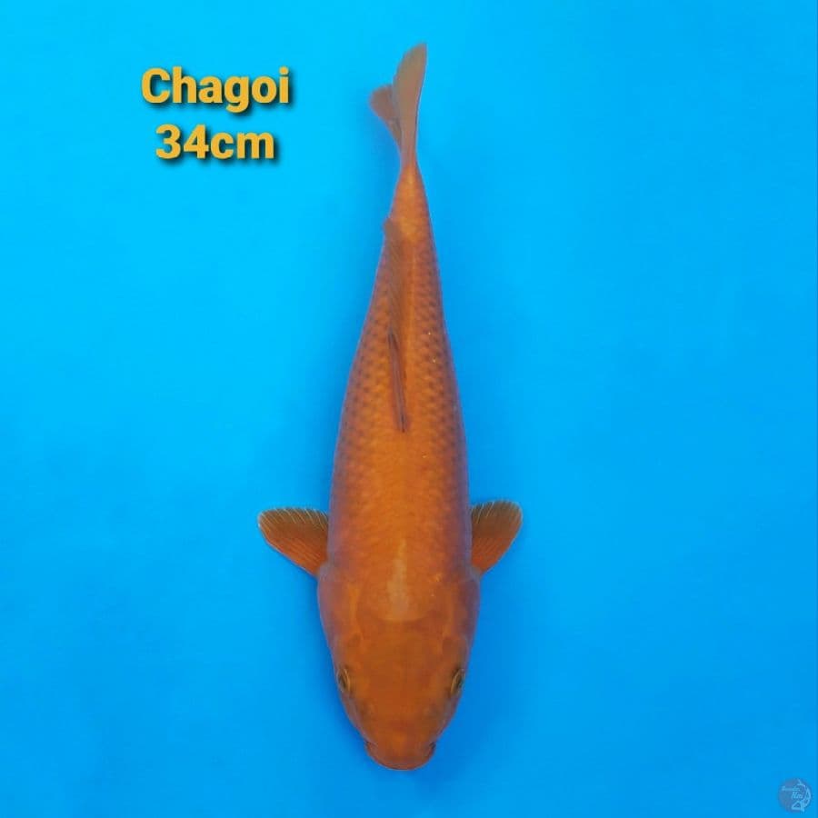 Chagoi 34cm