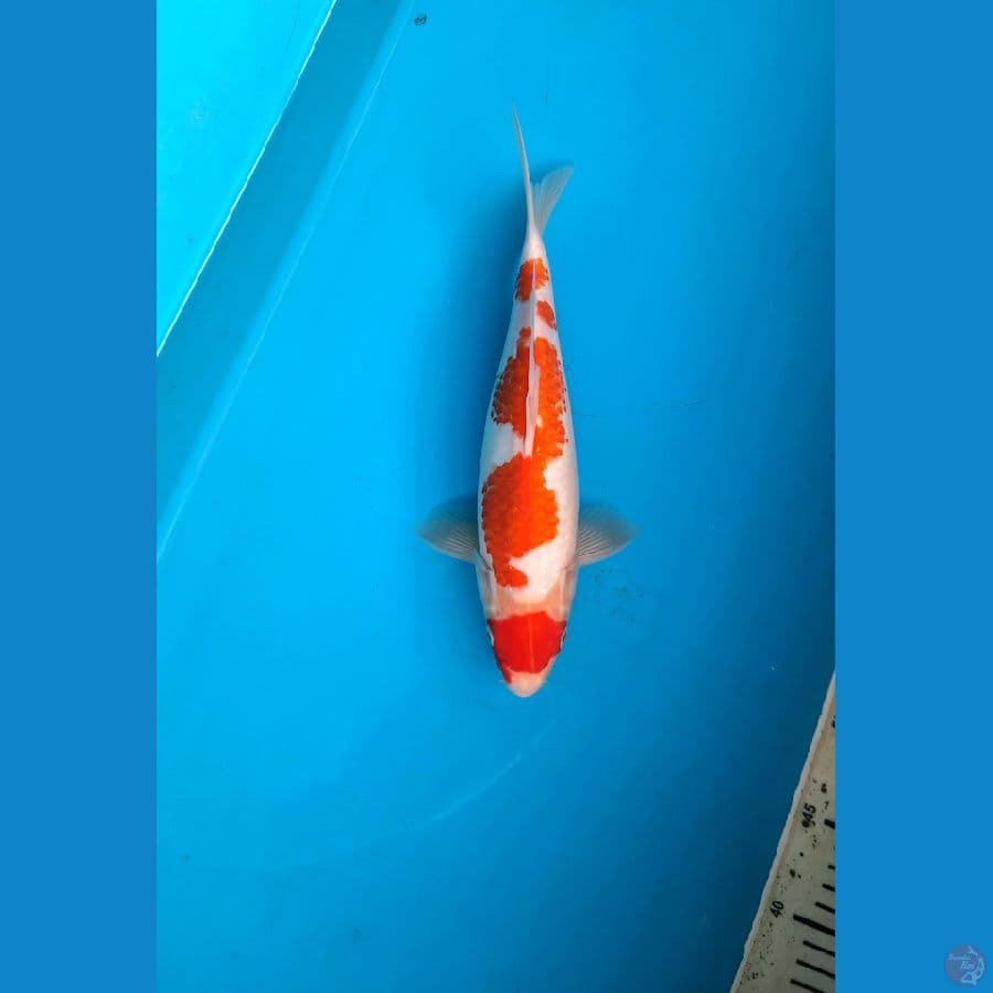 HR1 Maruten Kohaku 32cm Male