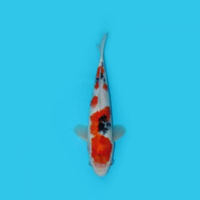 33CM - SANKE