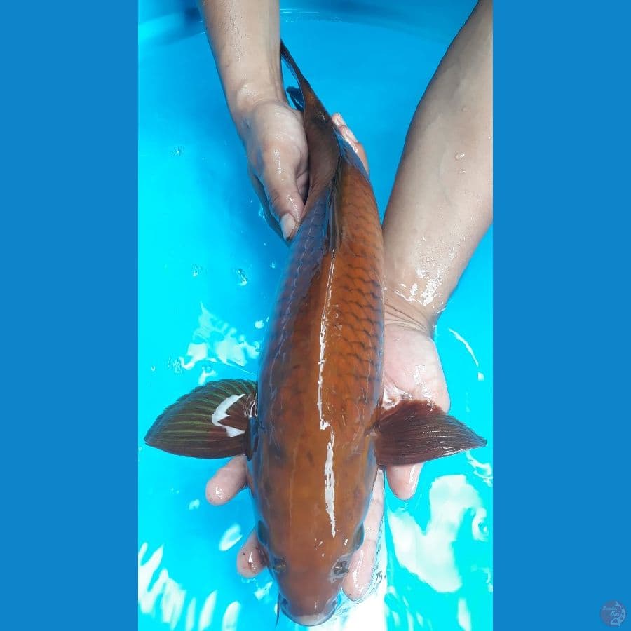 Chagoi Tembaga 44cm f1 jantan 