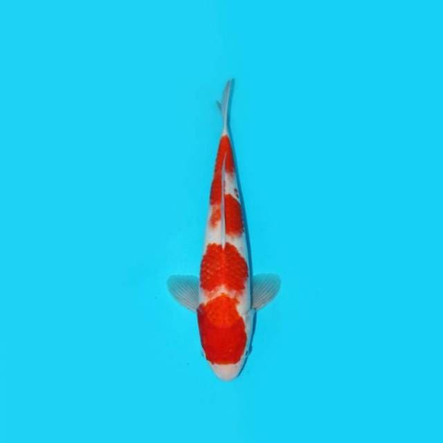 34CM - KOHAKU