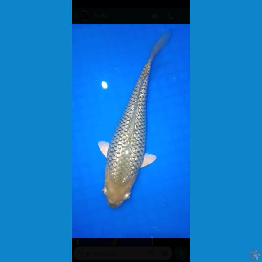 Midori Ginrin 23 cm