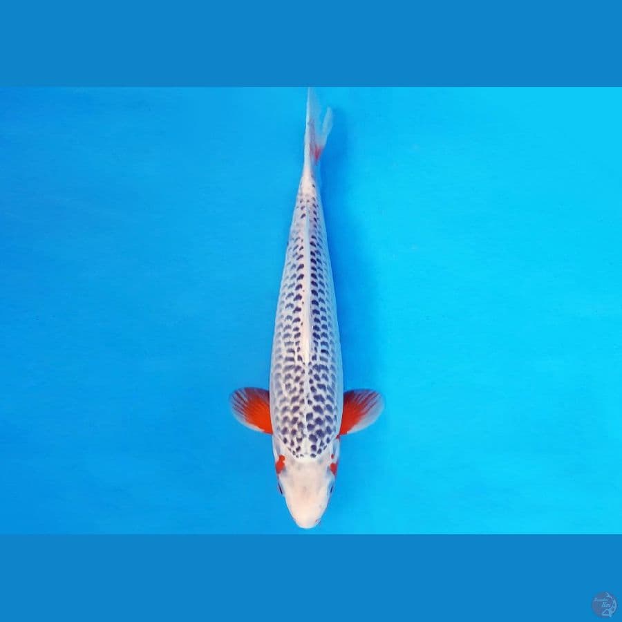 AKIRA 1 - ASAGI 36 cm/male ®