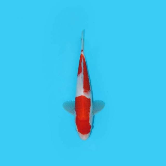 28CM - KOHAKU