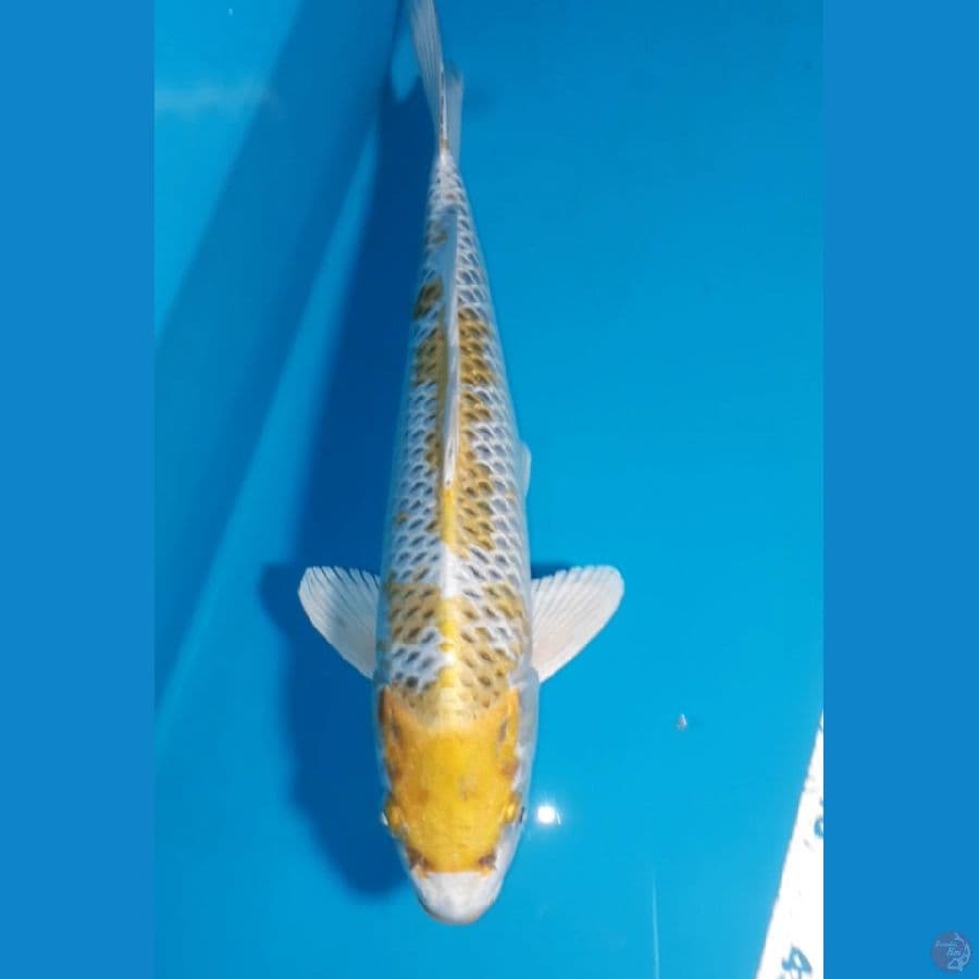 Kirin 32 Cm Male